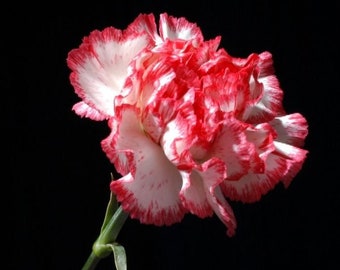 Carnation Seeds White pink  Fresh seeds 0.40gr Approx 150 seeds