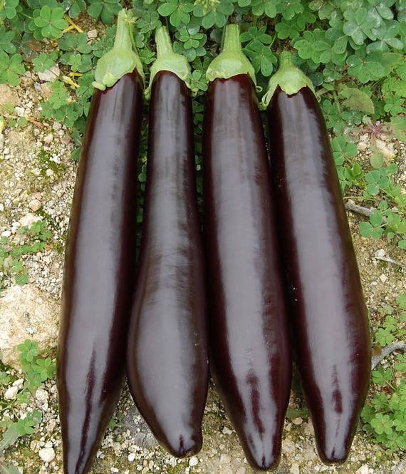 450 X Eggplant Large Long Black Seeds Organic Nongmo Fresh Etsy