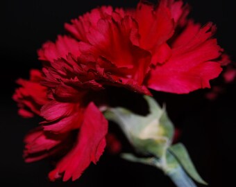 Carnation Red Seeds Fresh seeds 0.40gr Approx 150 seeds