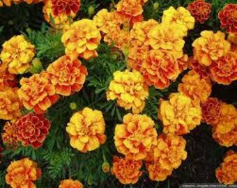 Dwarf Marigold Seeds (Small) Mixed Colors  Fresh seeds 0.90gr Approx 400 seeds