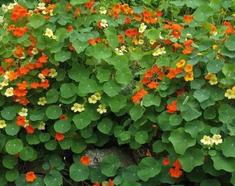 Climbing Nasturtium Seeds in Mix,Tropaeolum Majus Jewel  Fresh seeds  2gr