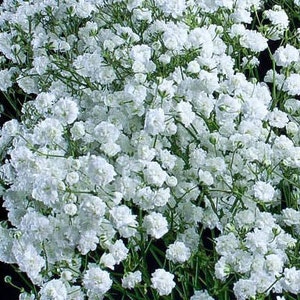 Babys Breath Flower Seeds Gypsophila Paniculata Fresh seeds 1gr Approx 200 seeds image 2