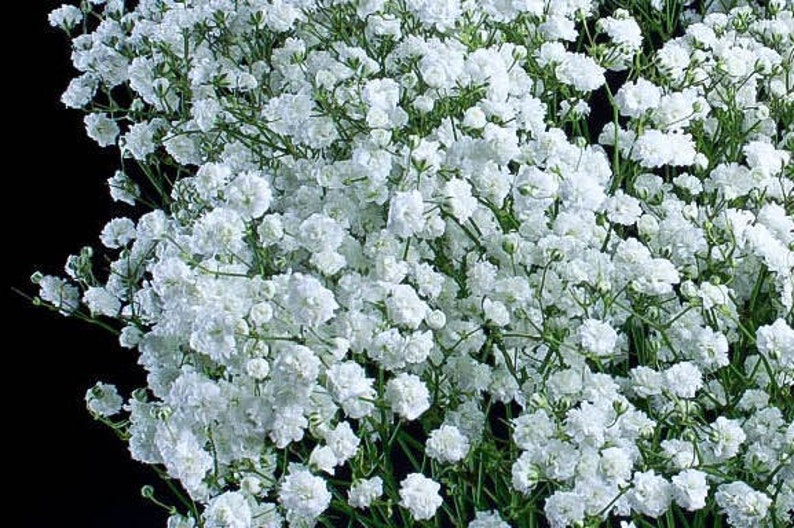 Babys Breath Flower Seeds Gypsophila Paniculata Fresh seeds 1gr Approx 200 seeds image 2