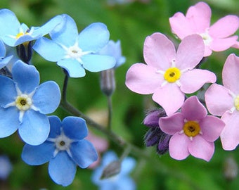 Forget Me Not Seeds mix colors, Flower, Myosotis Sylvatica, Perennial Plant fresh seeds 0.30gr