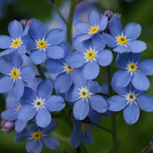 Forget Me Not Seeds, Flower, Myosotis Sylvatica, Perennial Plant fresh seeds 0.30gr