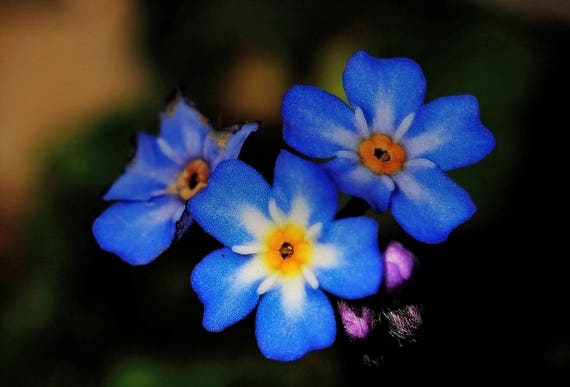 Forget Me Not Seeds Mix Colors, Flower, Myosotis Sylvatica, Perennial Plant  Fresh Seeds 0.30gr -  Israel