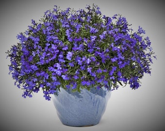 Purple Lobelia Erinus Flower Seeds  , Fresh Seeds NON GMO 0.2gr Approx 150seeds