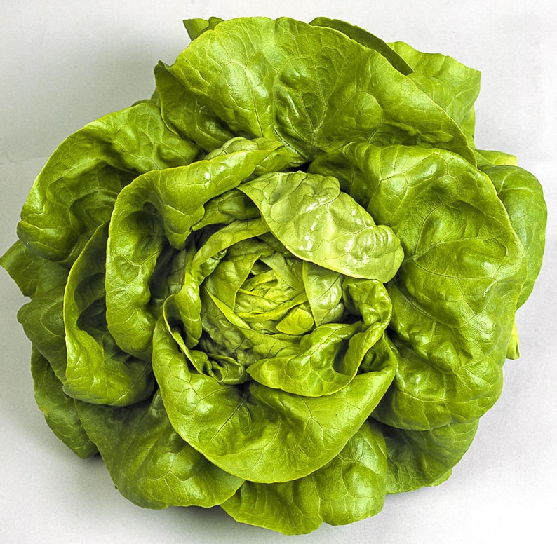 Lettuce French Seeds All Year Round 2500 Seeds Fresh Organic Etsy