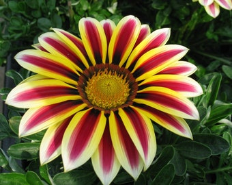 Gazania  splendens  Flower Seeds  Mixed Colors  Fresh seeds