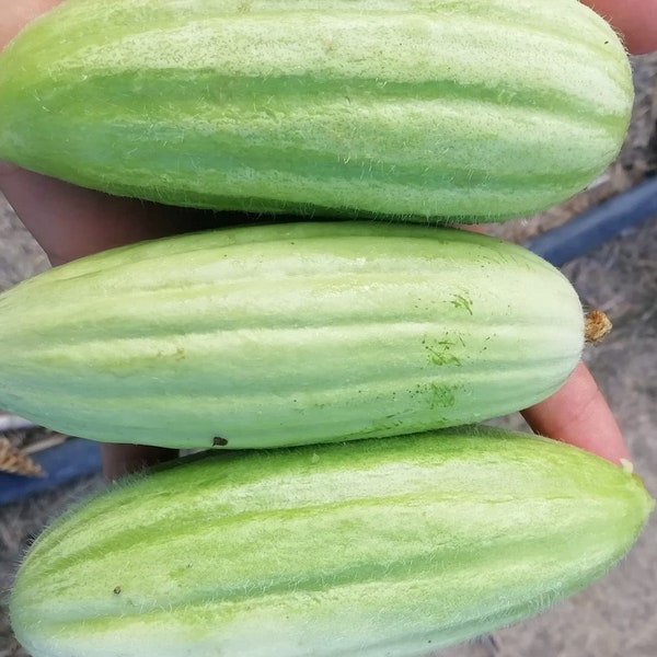 Rare Cucumber seeds from Creta (and Chios) Greece Approx 17 seeds 0.5gr  , Non-GMO Fresh Seeds From Greece