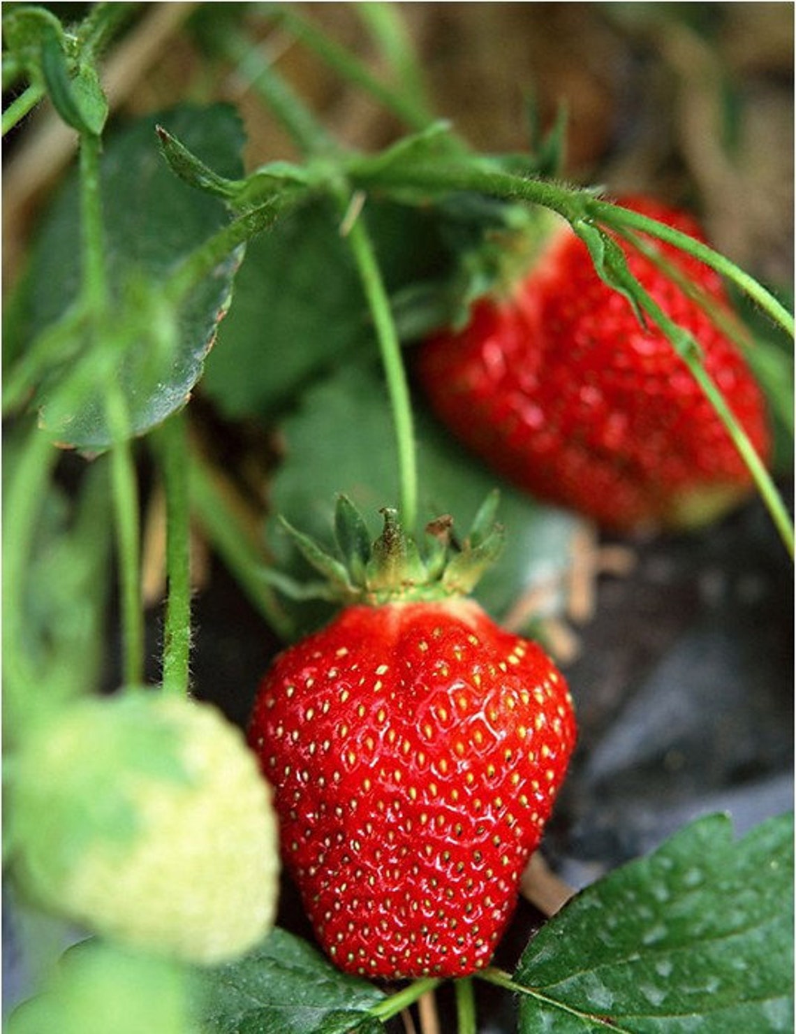Climbing Strawberry Seeds Wild StrawberryFragaria Etsy
