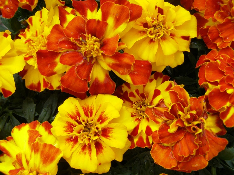 Dwarf marigold seeds small mixed colors fresh seeds 090gr  etsy