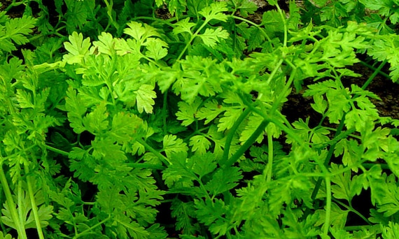 Unknown Facts About Where To Buy Chervil Seeds Near Me