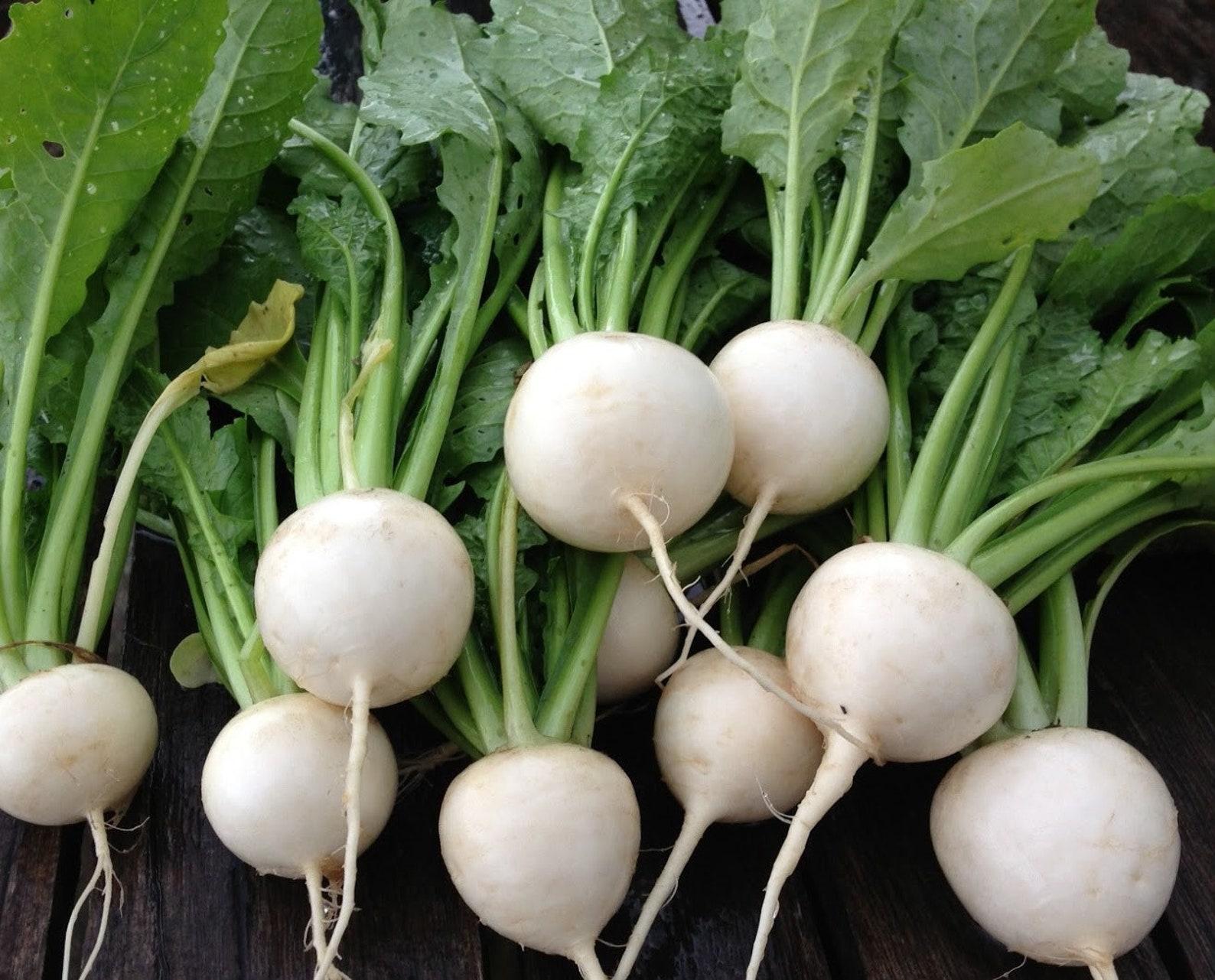 свекла брюква репа. турнепс корень. корнеплоды, свекла, морковь, брюква, турнепс, кормовая репа. редис репа брюква турнепс. турнепс.