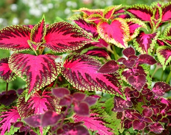 COLEUS Seeds  Mix, the best for bedding and containers Fresh seeds 0.20gr Aprox. 600 seeds
