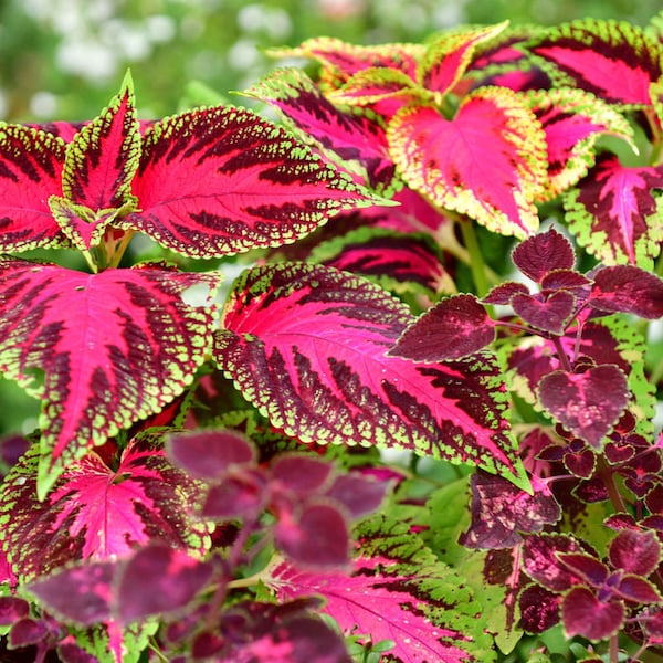 COLEUS Seeds  Mix, the best for bedding and containers Fresh seeds 0.20gr Aprox. 600 seeds