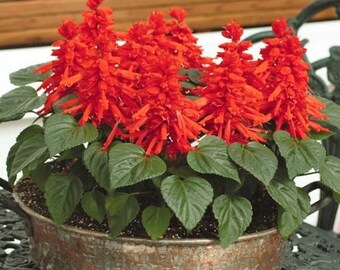 Salvia  Seeds, Scarlet Sage