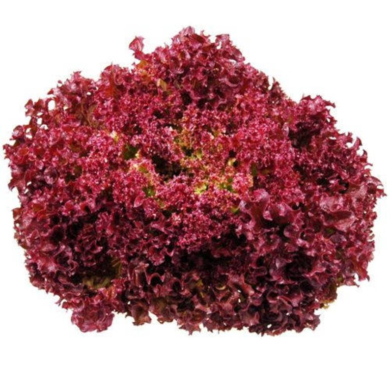 Lettuce lollo Rosso Dark Red Seeds 3500 seeds fresh Etsy