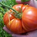 see more listings in the Vegetables seeds section