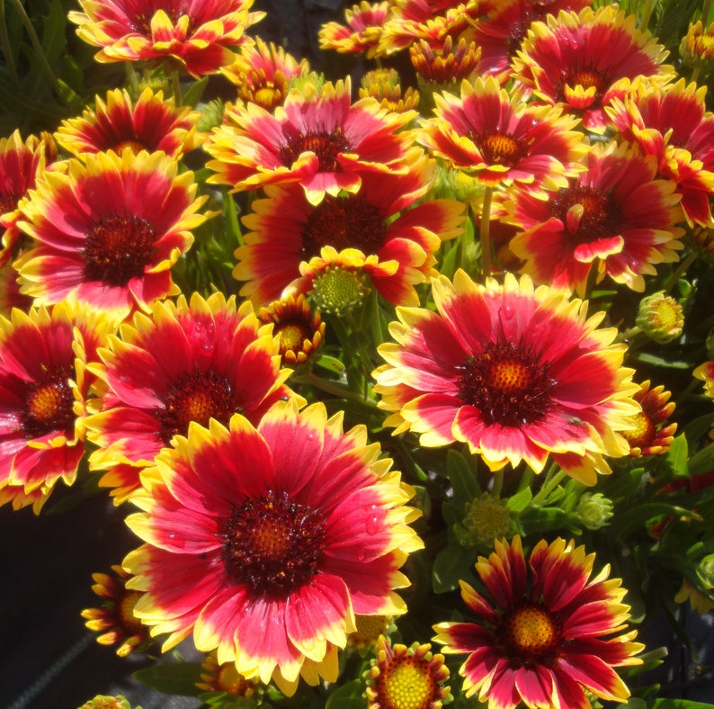 Blanket Flower Gaillardia Flower Seeds Mixed Colors Fresh Etsy UK