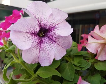 Petunia nana  Seeds in Mix,Original From Greece   Fresh seeds  0.20gr approx. 800-100 seeds