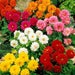 see more listings in the flowers seeds section