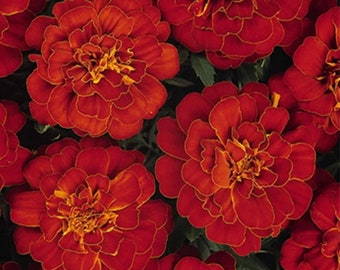 Dwarf Marigold Red Seeds (Small) Red Colors Fresh seeds  from Greece 0.90gr Approx 400 seeds