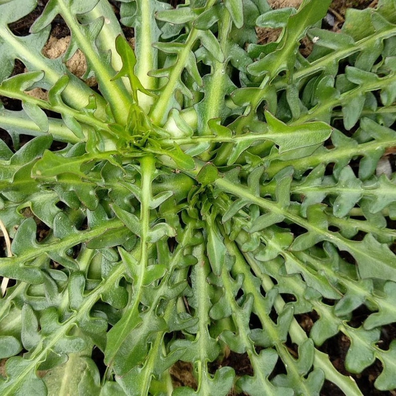 Stamnagathi seeds Cichorium spinosum From Creta Greece one of the kind very Rare seeds 1gr image 1