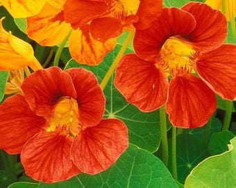 Nasturtium Seeds in Mix,Tropaeolum Majus Jewel  Fresh seeds  2gr