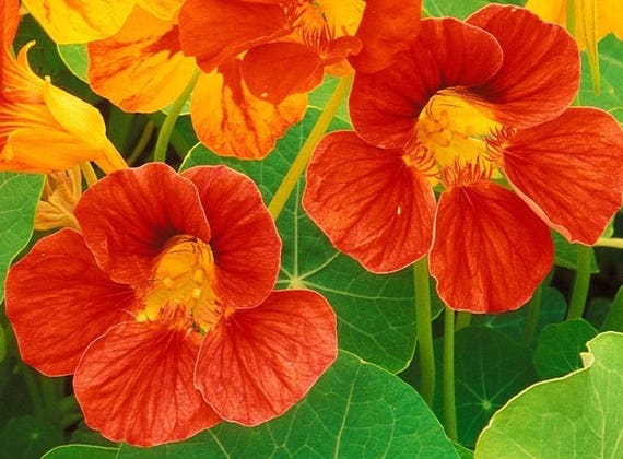 Nasturtium seeds Coral Shine Tropaeolum majus Flowers Seeds from Ukraine