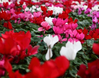 Cyclamen Flower Seeds, ciclamino seeds, mix colors