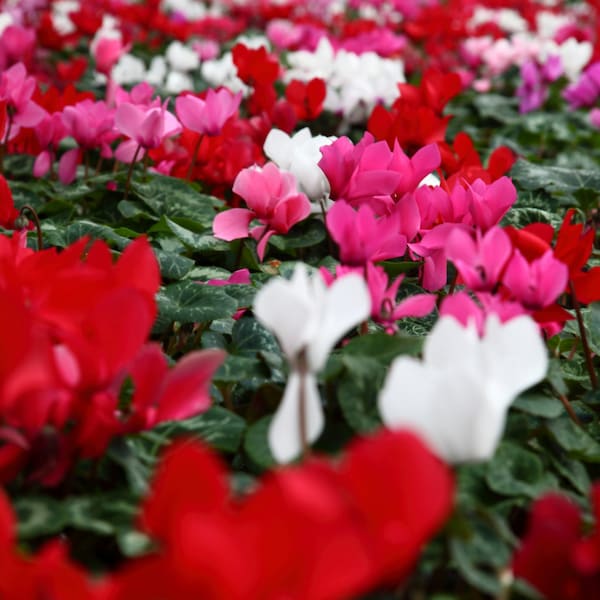 Cyclamen Blumensamen, Ciclamino Samen, Mix Farben