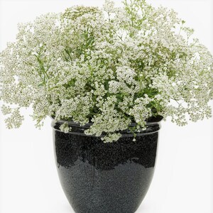 Babys Breath Flower Seeds Gypsophila Paniculata Fresh seeds 1gr Approx 200 seeds image 4