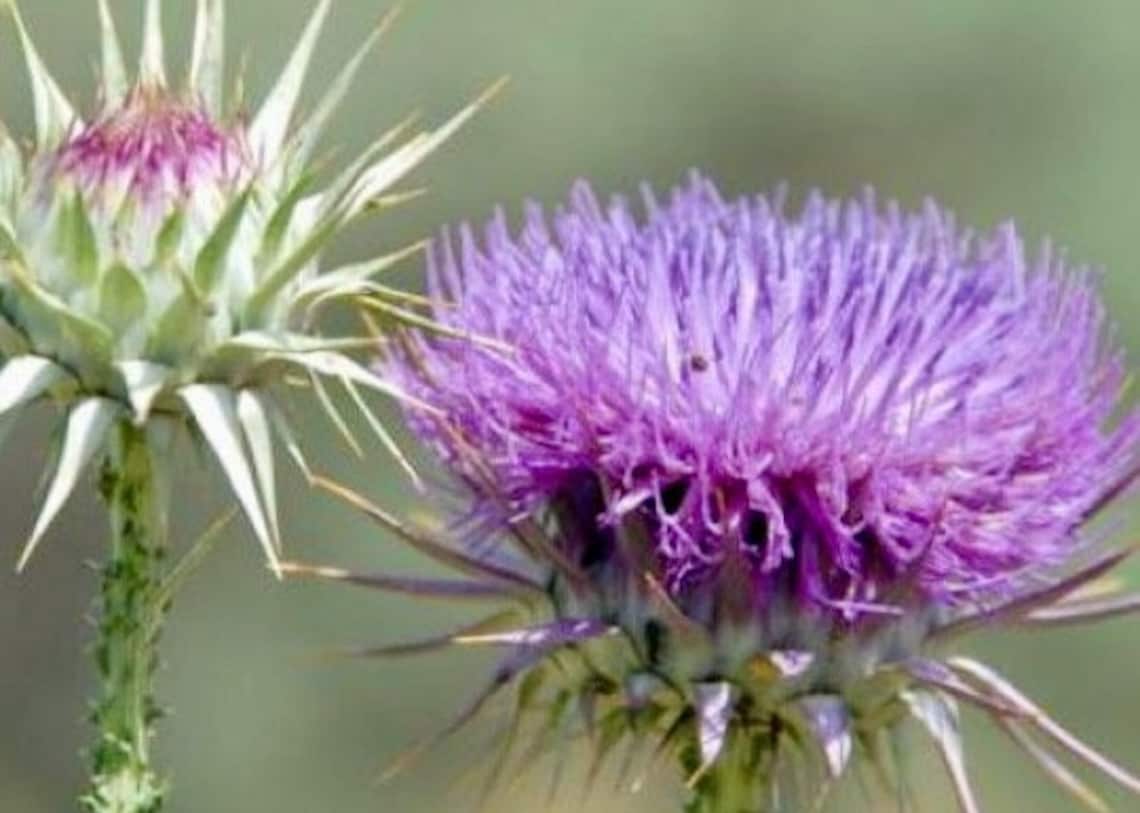 Milk Thistle Seeds Silybum Marianum 100 Natural From Greek Etsy