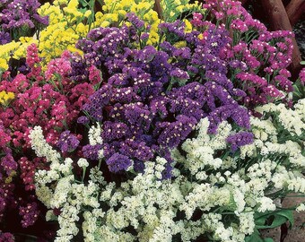 Statice Seeds Limonium Sinuatum,see Lavender mixed colors  Statice flower seeds 0.30gr Approx 100 seeds