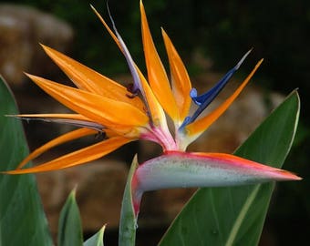 Bird of Paradise Seeds, Strelitzia Reginae, Tropical flower