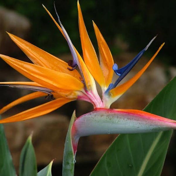 Paradiesvogelsamen, Strelitzia Reginae, Tropische Blume