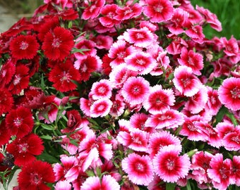 Sweet William Mixed Colors Wonderful Aroma  Fresh seeds 0.40gr