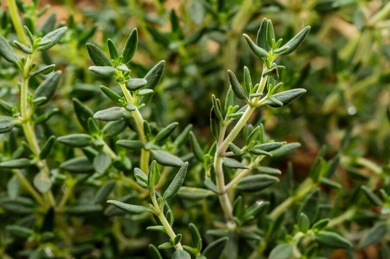 Hairloom thyme herb seeds 0.30gr 12101310 seeds Etsy