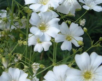 Babys Breath Flower Seeds (Gypsophila Elegans)  Fresh seeds 1gr Approx 200 + seeds