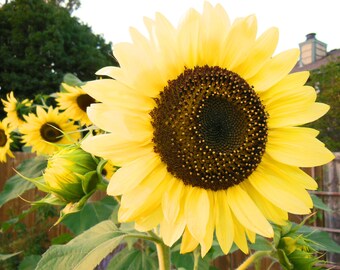 Mammouth Sunflower (Double) NON GMO