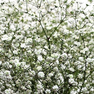 Babys Breath Flower Seeds gypsophila Paniculata Fresh Seeds - Etsy