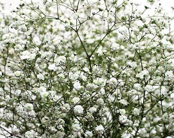 Babys Breath Flower Seeds (Gypsophila Paniculata)  Fresh seeds 1gr Approx 200 + seeds