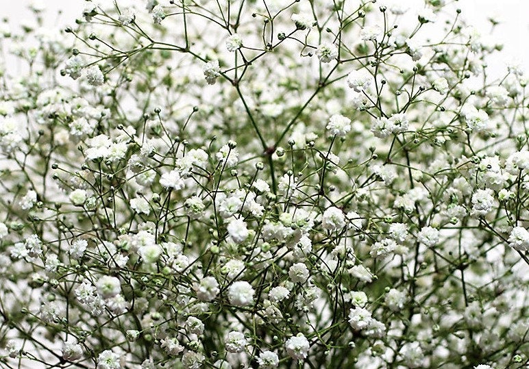 Hypsophila Paniculata Flores secas blancas/rosadas, blancas/verdes,  blancas/amarillas/. Arreglo floral de jabón -  España