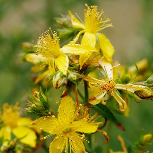 Johanniskraut über 3500 Samen - Hypericum Perforatum Forest Samen.