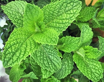 Mojito Mint Seeds, mentha spicata ,spearmint, Herbs for tea, medicinal herbs,Fragrant herbs, Medicinal Seeds,0.10gr  200 seeds