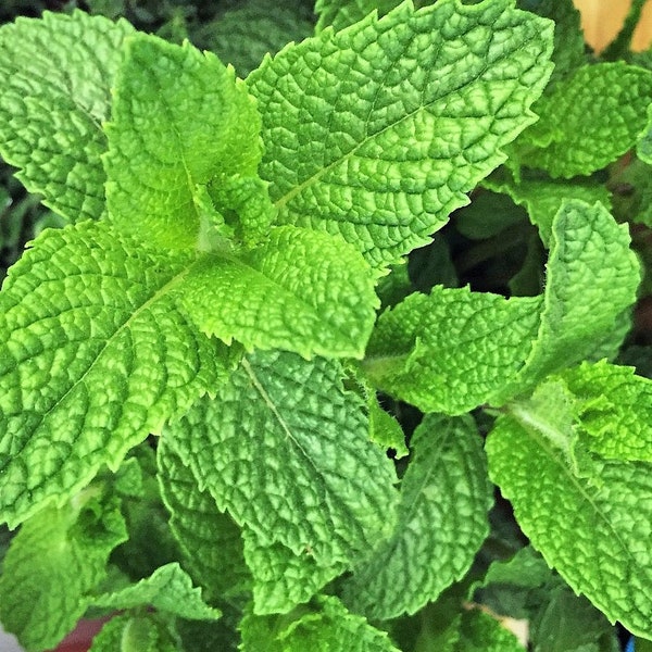 Mojito Mint Seeds, mentha spicata ,spearmint, Herbs for tea, medicinal herbs,Fragrant herbs, Medicinal Seeds,0.10gr  200 seeds