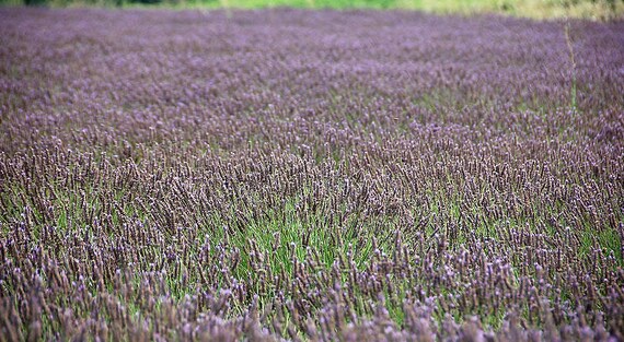 Lavendel verse traditionele zaden 0.50gr 450 zaden | Etsy België