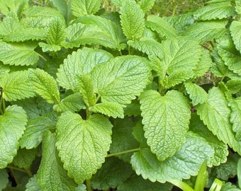 Lemon balm  herb seeds 0.70gr 1200 - 1300 seeds