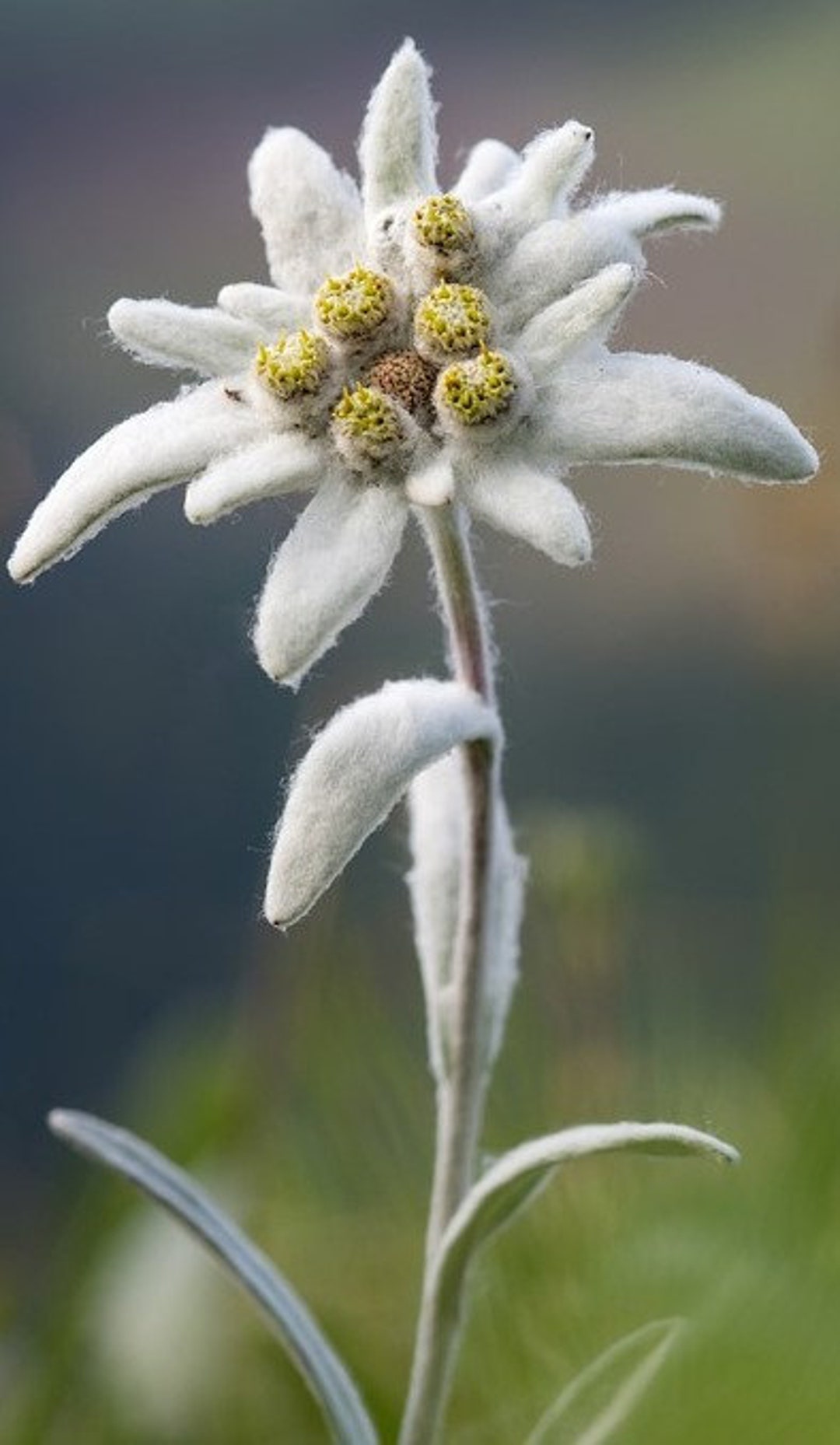 Edelweiss flower deals